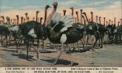 A View Showing Part of Long Beach Ostrich Farm Los Angeles, CA Postcard Postcard Postcard