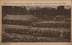 World's Greatest Pigeon Farm-125,000 Pigeons, Eating Three Tons of Grain Daily Postcard