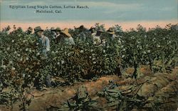 Egyptian Long Staple Cotton, Loftus Ranch Postcard