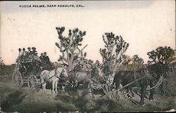 Yucca Palms Needles, CA Postcard Postcard Postcard