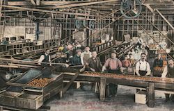 An Up to Date Orange Packing House in California Postcard