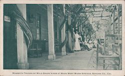 Mammoth Trunks of Wild Grape Vines at Mark West Warm Springs Santa Rosa, CA Postcard Postcard Postcard