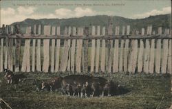 "A Happy Family" on Dr. Burke's Sanitarium Farm California Postcard Postcard Postcard