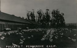 Pullets! Chicken Farm Postcard