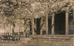 Park Covered by World's Largest Grape Arbor Santa Rosa, CA Postcard Postcard Postcard