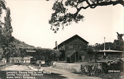 Largest Grapevine in the World Postcard