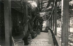 Largest Grape Vines in the World - Mark West Springs Santa Rosa, CA Postcard Postcard Postcard