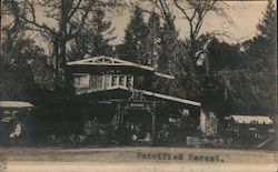 Petrified Forest Healdsburg, CA Postcard Postcard Postcard