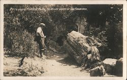 Petrified Forest Park Calistoga, CA Postcard Postcard Postcard