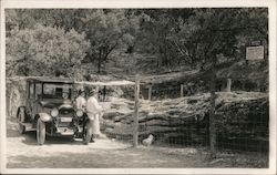 Women Inspecting "The Queen of the Forest" - Petrified Redwood Postcard