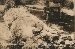 Petrified Forest on Main Road Between Santa Rosa and Calistoga Postcard