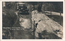 Petrified forest on the Santa Rosa-Calistoga Road Postcard