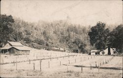 View of a beginning orchard Postcard