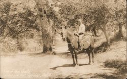 Horse and Rider on One of the Trails Postcard