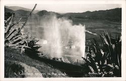 A Calistoga Geyser in the Wind California Postcard Postcard Postcard