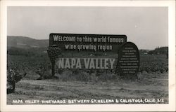 Napa Valley Vineyards Between St. Helena & Calistoga Postcard