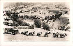 Early Days Coulterville, CA Postcard Postcard Postcard