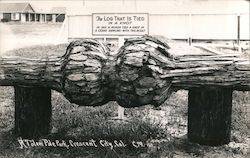 The Log That is Tied in a Knot Postcard