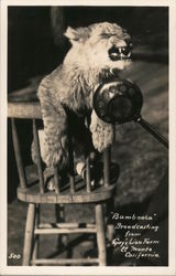 "Bamboola" Broadcasting From Gay's Lion Farm El Monte, CA Postcard Postcard Postcard