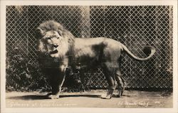 "Gilmore" of Gay's Lion Farm El Monte, CA Postcard Postcard Postcard