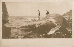 Whale Washed Ashore, Farallon Islands San Francisco, CA Postcard Postcard Postcard