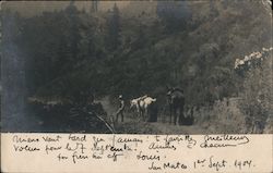 People and Animals walking a trail in the woods San Mateo, CA Postcard Postcard Postcard