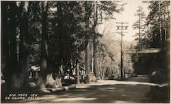 Big Tree In Postcard