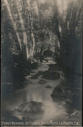 Trout stream at Cavalli Bros Store Postcard