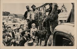 V.F.W.- Dead cougar, blood hound, crowd around truck Postcard