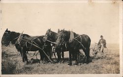 Man plowing in field with 4-horse plow Postcard