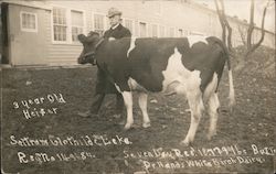 Man and 3 year old heifer Postcard