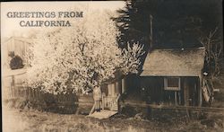 Greetings from California Postcard