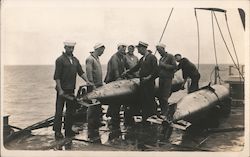 Sailors with Torpedos Postcard