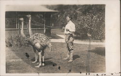 Man with Ostriches on Leashes Postcard