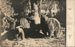 The California Bear Bears Patterson Photograph Postcard Postcard Postcard