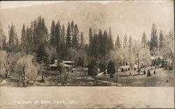 The Pines Bass Lake, CA Postcard Postcard Postcard