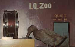 I.Q. Zoo Ringo Duck Postcard