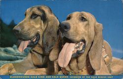 Bloodhounds Calo King and Calo Queen-Members of The Calo Rescue Unit Postcard