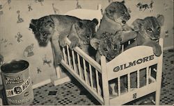 Gilmore Oil Company - Lion Cubs San Francisco, CA Postcard Postcard Postcard