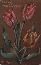 Van Houten Cocoa - Tulips Postcard