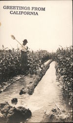 Man Working in the FIelds, "Greetings From California" Postcard Postcard Postcard