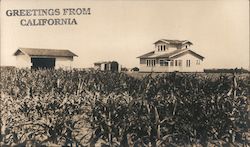 Farmhouse and Barn in a Field of Corn, "Greetings From California" Postcard