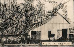 The land of Big Corn - A Calif. Harvest California Exaggeration Postcard Postcard Postcard