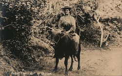 Pioneers of Oregon: Woman on Bull or Ox Postcard