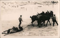 El Arrastre - "The Drag" Cows & Cattle Rodero Postcard Postcard Postcard