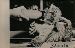 Shasta, Baby Tiger Cub Postcard