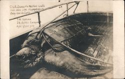 Captain Domer's Marine Luth - Leatherback Turtle Postcard Postcard Postcard