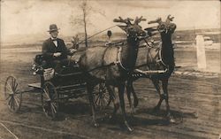 Two Elk or Reindeer Pulling a Buggy Horse-Drawn Postcard Postcard Postcard