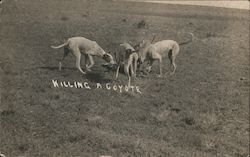 Dogs Killing a Coyote Kansas Postcard Postcard Postcard