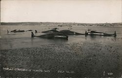 Whales Stranded in Mounts Bay July 1st, 1911 England Postcard Postcard Postcard